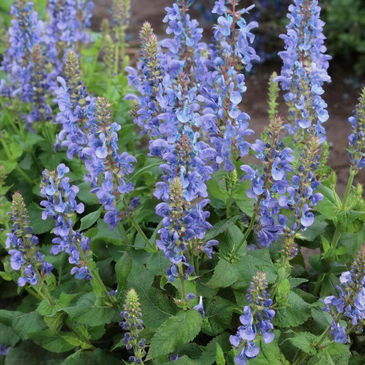 Rosemary 'Sudbury Blue'