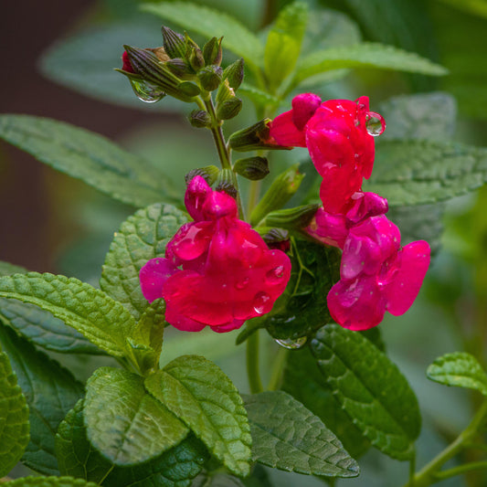 Sage 'Blackcurrant'