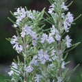 Sage 'Nazareth'