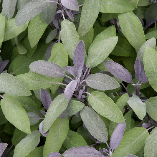 Sage Purple