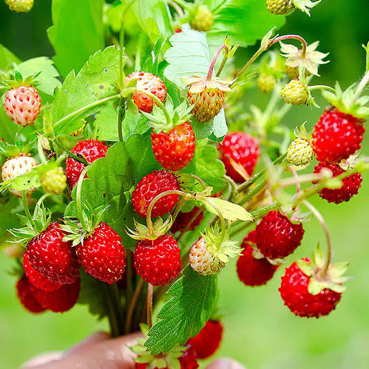 Strawberry Alpine