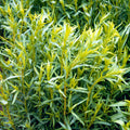 Tarragon French