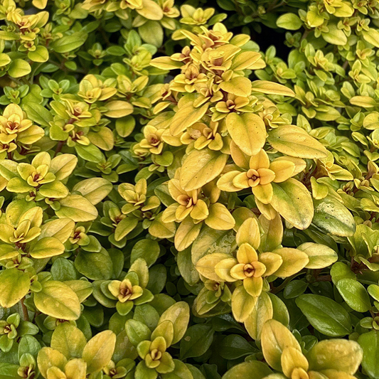 Thyme 'Archers Gold'