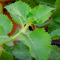 Thyme 'Broadleaved'