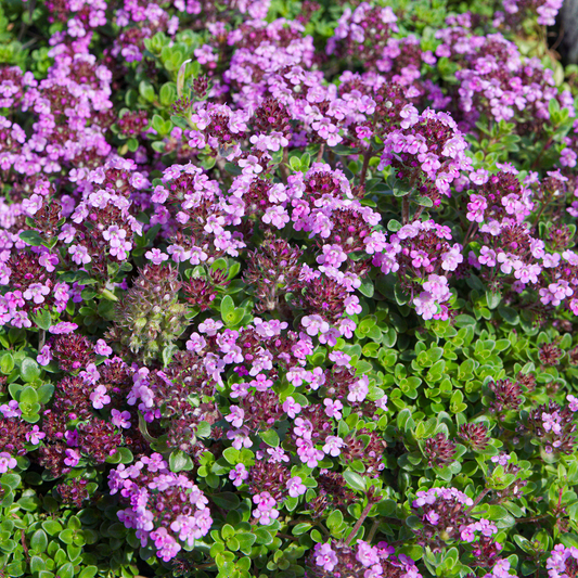Thyme 'Caborn Wine & Roses'