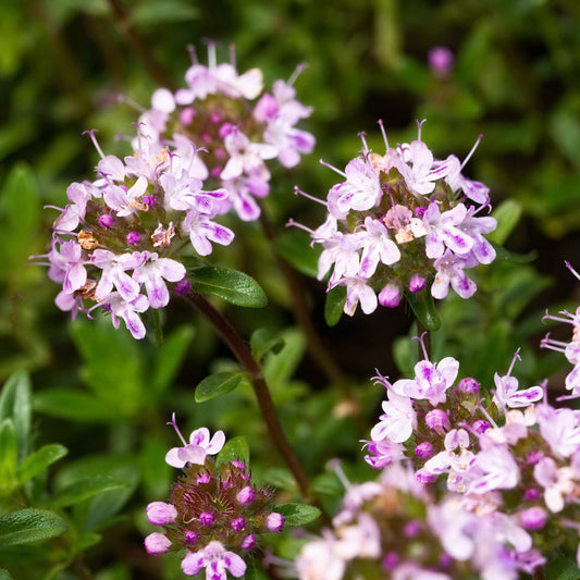Thyme 'Caraway'