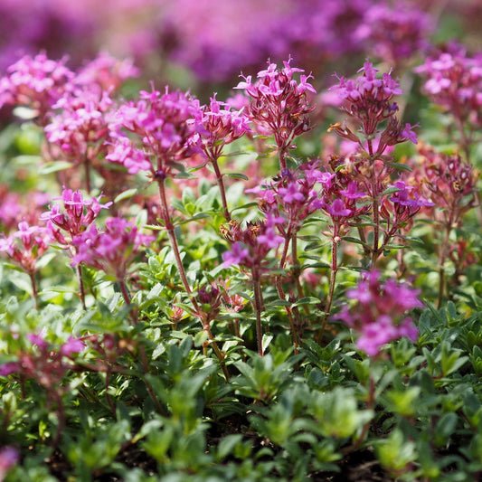 Thyme Creeping Lemon