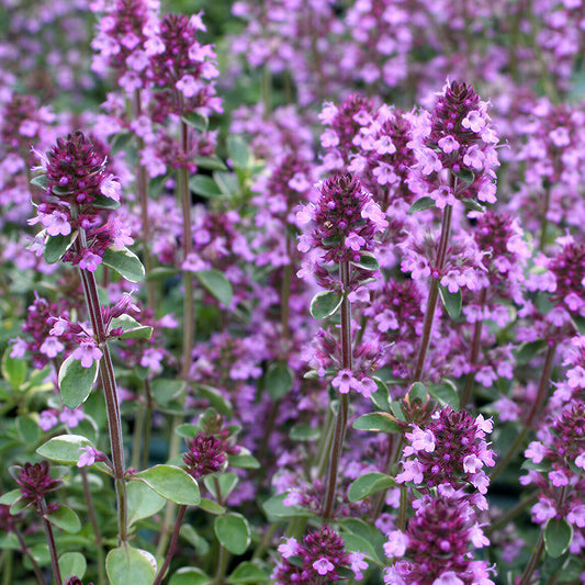 Thyme 'Foxley'