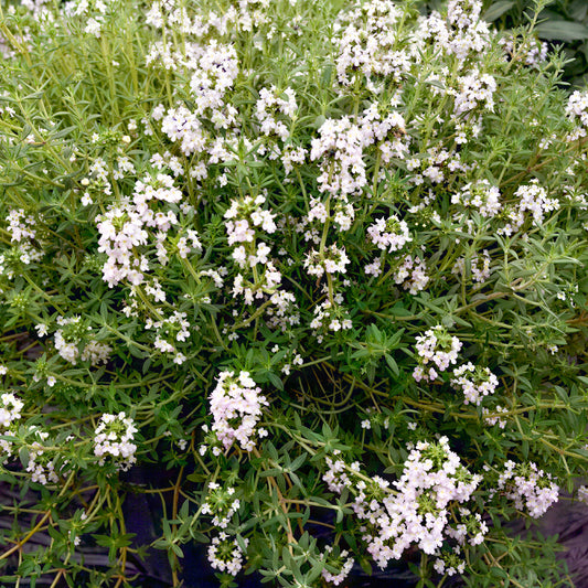 Thyme 'Fragrant Orange'