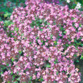 Thyme 'Pink Chintz'
