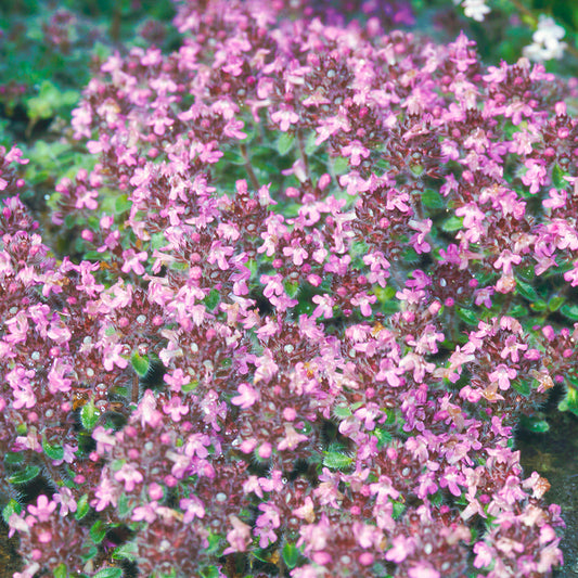 Thyme 'Pink Chintz'