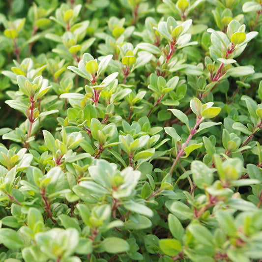 Thyme 'Pink Ripple'