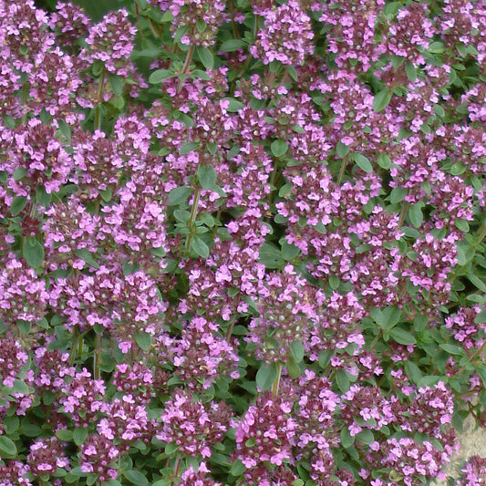 Thyme 'Redstart'