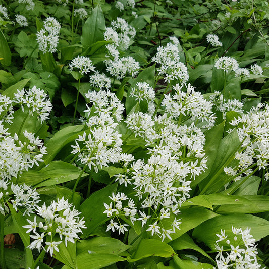 Wild Garlic