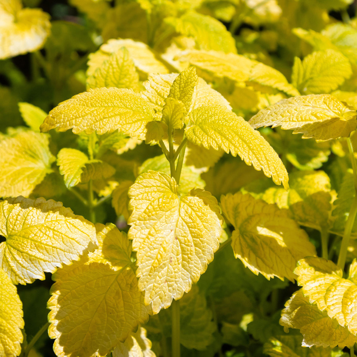 Balm All Gold