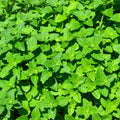Lemon Balm