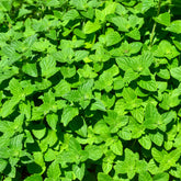 Lemon Balm
