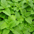 Mint Lemon