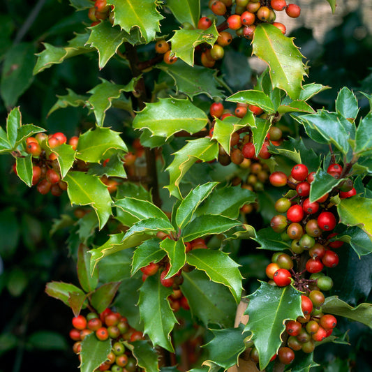 Ilex 'Blue Princess'