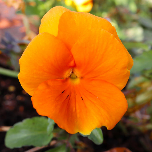 Jumbo Pure Deep Orange Winter Pansy