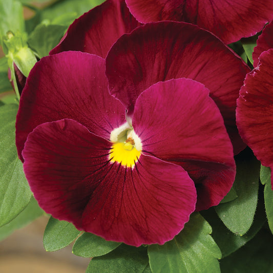 Jumbo Pure Rose Winter Pansy