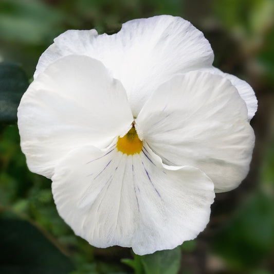Jumbo Pure White Winter Pansy