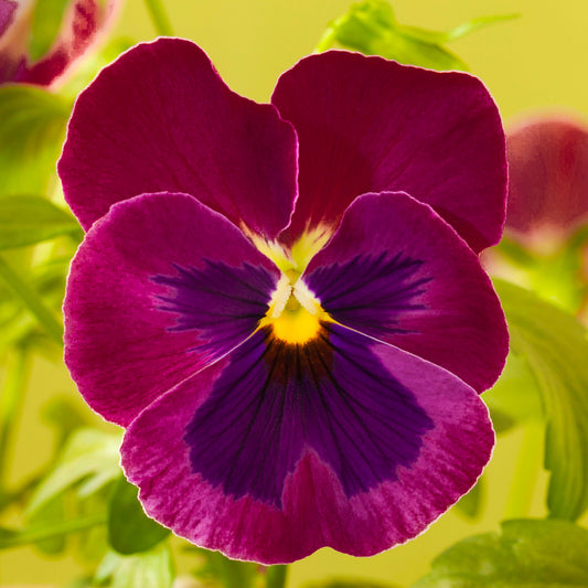Jumbo Rose Blotch Winter Pansy