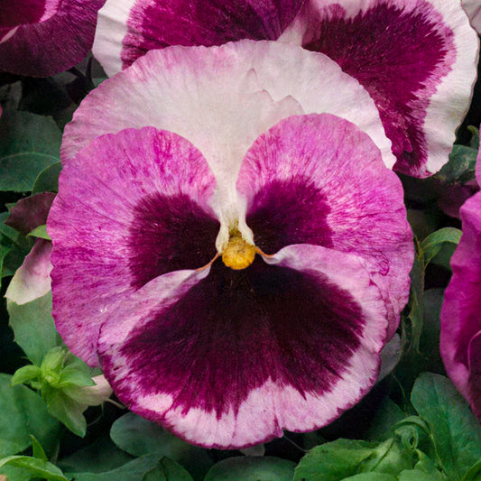 Jumbo Strawberry Cream Winter Pansy