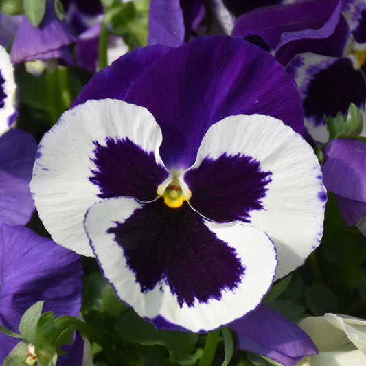 Jumbo Violet & White Winter Pansy