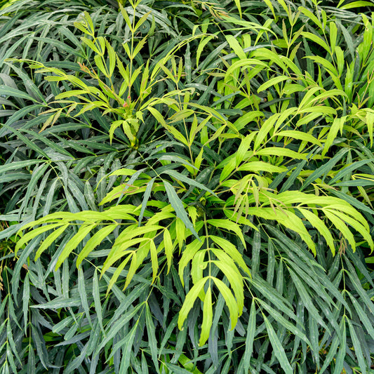 Mahonia 'Sweet Winter'