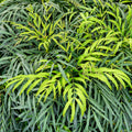 Mahonia 'Sweet Winter'