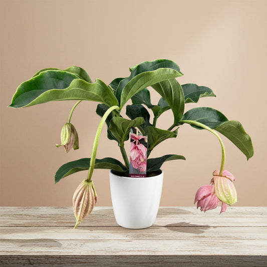 Medinella magnifica in Ceramic Pot