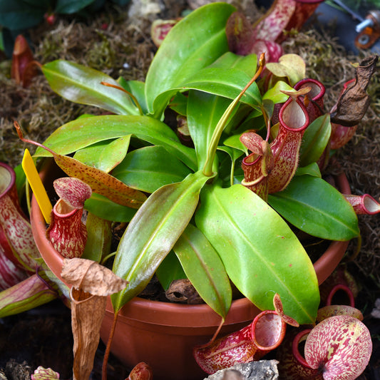 Nepenthes alata