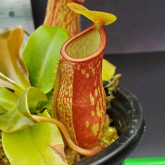 Nepenthes 'Gaya'