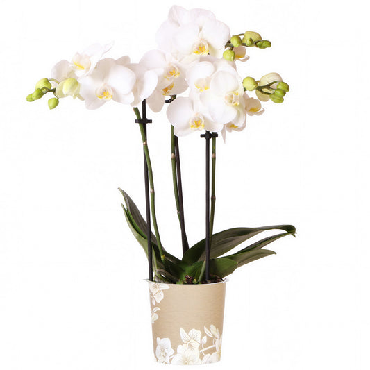 Orchid Phalaenopsis 'Alaska'