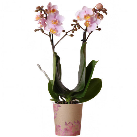 Orchid Phalaenopsis 'Andorra'