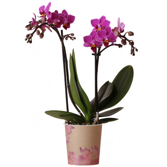 Orchid Phalaenopsis 'Basel'