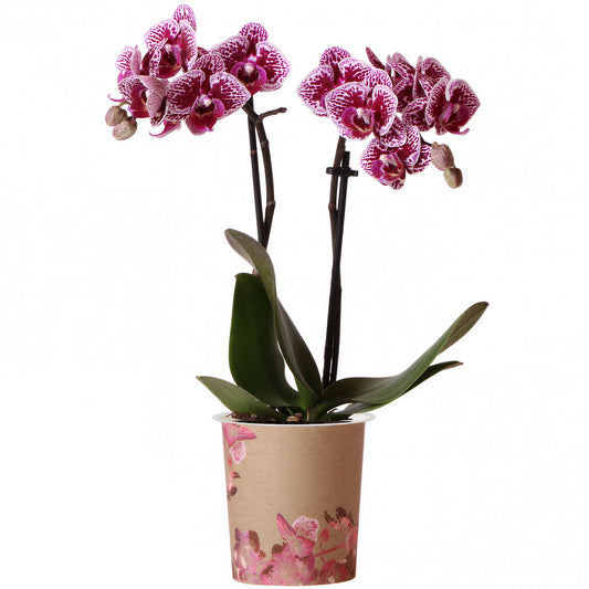 Orchid Phalaenopsis 'Bolivia'