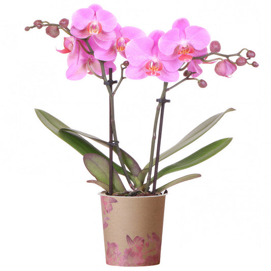 Orchid Phalaenopsis 'Frederikstad'