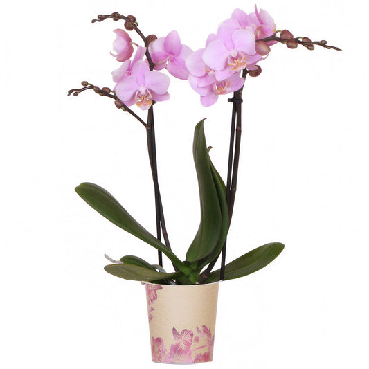 Orchid Phalaenopsis 'Ecuador'