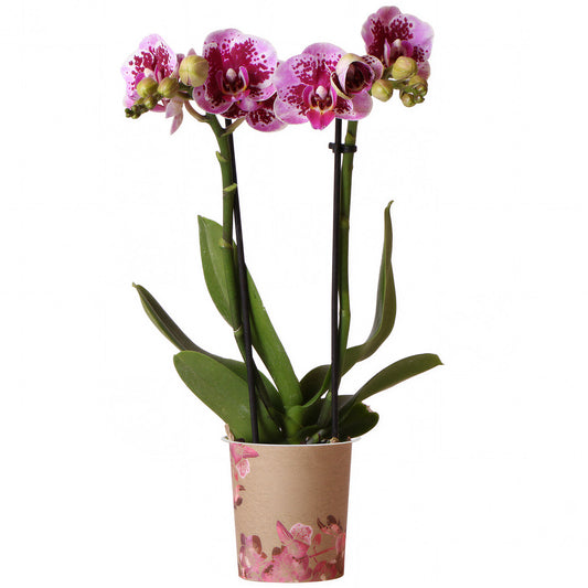 Orchid Phalaenopsis 'El Salvador'