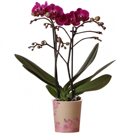 Orchid Phalaenopsis 'Morelia'