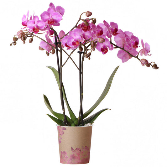 Orchid Phalaenopsis 'Stuttgart'