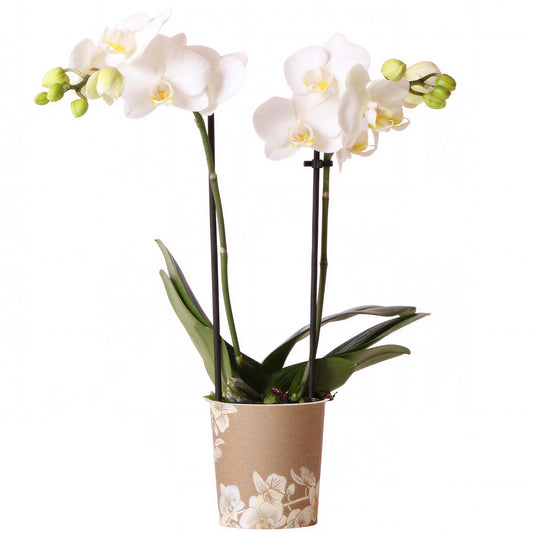 Orchid Phalaenopsis 'Sweden'