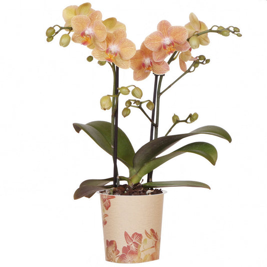 Orchid Phalaenopsis 'Zimbabwe'