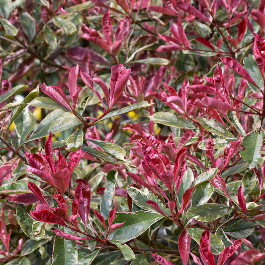Photinia 'Pink Marble'