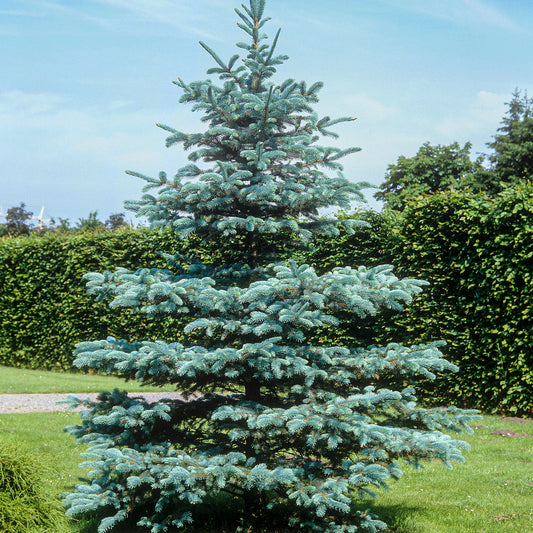 Picea pungens glauca