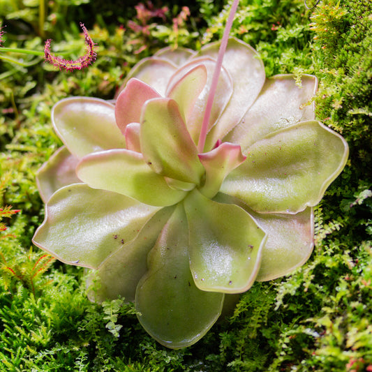 Pinguicula 'Tina'