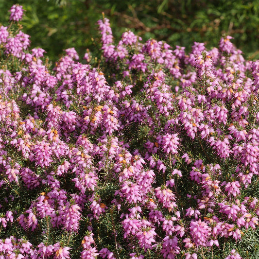 Pink Erica Heather