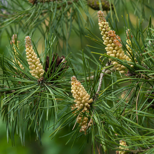 Pinus sylvestris